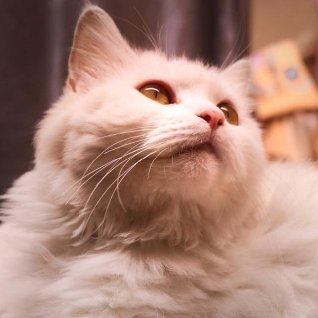 Billu